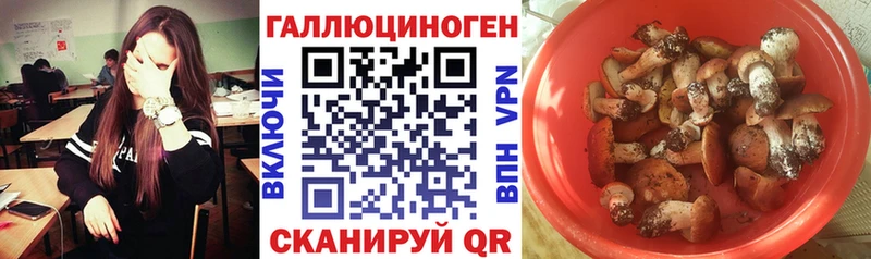 Псилоцибиновые грибы Cubensis  Купить где  Зея 